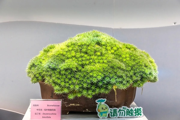 冈山绿稚vs赞岐釜玉 比较两种盆栽植物的特点和区别-第2张图片-www.211178.com_果博福布斯